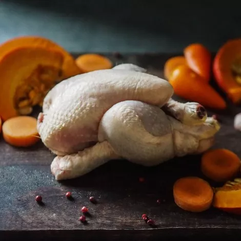 White baby chicken